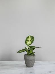 Dieffenbachia The Joy Of Plants