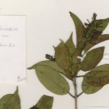 Image result for Plicosepalus amplexicaulis