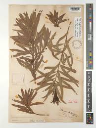 Image result for Podocarpus milanjianus