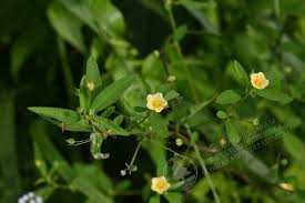 Image result for Sida chrysantha