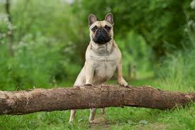 ' m r m y l o feature of @bluefrenchbullgod. 14 French Dog Breeds That Turn Heads