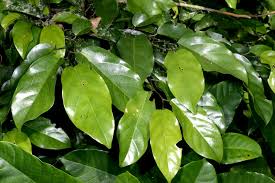 Image result for Strombosia scheffleri