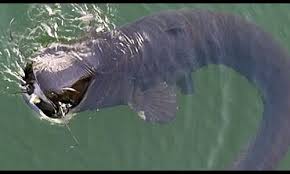 Chernobyl disaster, accident at the chernobyl nuclear power station in the soviet union in 1986, the worst disaster in nuclear power generation history. Yes There Are Giant Catfish In Chernobyl S Cooling Pond But They Re Not Radiation Mutants Wtf Earth Touch News