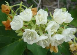 Image result for Dombeya kirkii