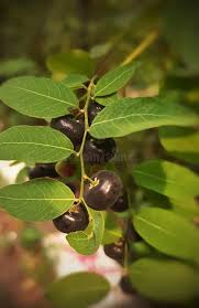 Image result for Phyllanthus reticulatus