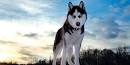 Siberian Husky Names: 120 Best Names for Huskies – My Pet ...