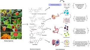 Image result for Rubus adolfi-friederici