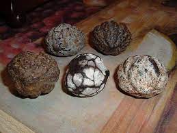 The Many Faces Of Kukui Nuts A Cautionary Tale Kukui Nut Kukui Kukui Nut Oil
