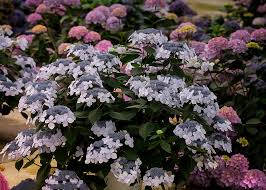 Plants also respond quickly when changing their bloom color from pink to rich blue with a sulfur soil additive. Let S Dance Diva Hydrangea For Sale Online