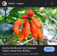 Image result for Uvaria afra