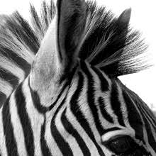 Black and white color symbolism. Black And White Color Theory I Fatrabbit Creative