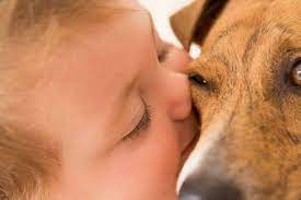 Is It Ok For A Dog Lick A Baby Dog Saliva Is Harmful To Babies