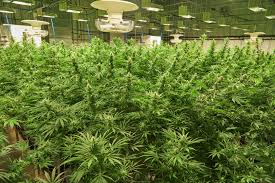 Hours may change under current circumstances Second Marijuana Growing Location Approved In Sheffield Wwlp