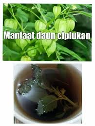 Gambar gambar daun ciplukan hd download now jual daun ciplukan sega. Happy Berkebun Manfaat Daun Ciplukan Untuk Pengobatan Facebook