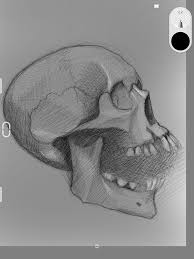 Ipad Pro Skull Sketch Skull Sketch Ipad Art Art