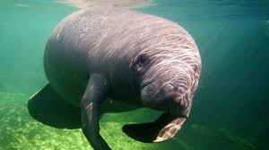 R/manatees is a community dedicated to the support of manatees worldwide. A Manatee Was Found Dead On A New Jersey Beach Far From Its Usual Warm Habitat The Weather Channel Articles From The Weather Channel Weather Com