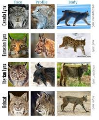 Bigcatwildcat Lynx Genus Comparison Chart So I Decided To
