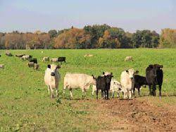 Miller Brothers Grass Farm Of Oconomowoc Wis Raises Pasture Cattle Berkshire Hogs And Broiler Chickens Pasture Raised Meat Broiler Chicken Grass Fed Beef