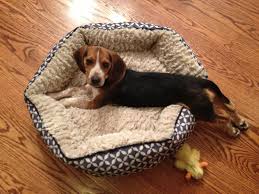 Cute Beagle Reaction To Other Beagles Howling Beagle Planet Beagle Puppy Cute Beagles Beagle Dog