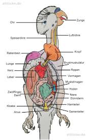 Weitere ideen zu physiologie, menschlicher körper anatomie, anatomie. Wissenswertes Ueber Wellensittiche Wellensittich Anatomie Innere Organe Und Spannende Fakten