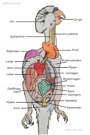 Innere organe (isbn 9783131395344) © 2015 georg thieme verlag kg. Wissenswertes Ueber Wellensittiche Wellensittich Anatomie Innere Organe Und Spannende Fakten