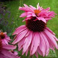 Echinacea Purpurea Doubledeckera Totally Unique Form Of This Popular Perennial Second Year Plants Produce A Large Magenta Echinacea Purpurea Echinacea Plants