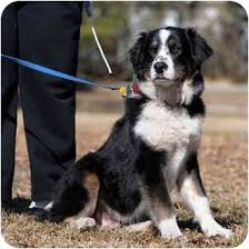 They are raised on a loving family farm,.these puppies are gentle and love. Savannah Ga Australian Shepherd Meet Franke A Pet For Adoption