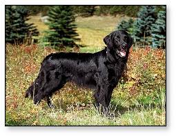 Long hair is more common in golden retrievers, but some do have short hair. Article On Flat Coated Retriever Natural History