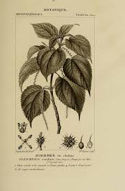 Image result for Boehmeria macrophylla