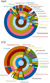 Hierarchical Pie Chart Representing Bacterial Diversity