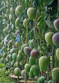 Agriculture Job Ideas Of Agriculture Job Agriculturejob Fruit Garden Tropical Fruits Fruit Trees