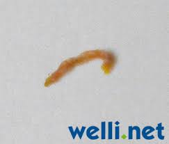 Beispiele Von Verandertem Kot Von Wellensittichen