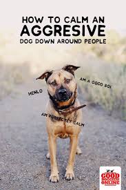 We did not find results for: How To Calm Down An Aggressive Dog Step By Step Guide Good Doggies Online Aggressive Dog Dog Training Obedience Dog Training