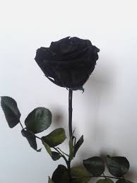 I Ll Try Anything Once Black Rose Black Aesthetic Flowers
