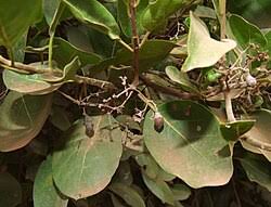Image result for Cordia mukuensis