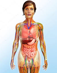 Fotos De Anatomia Organos Femeninos De Stock Anatomia Organos Femeninos Imagenes Libres De Derechos Depositphotos