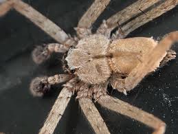 Image result for Phaulopsis sangana