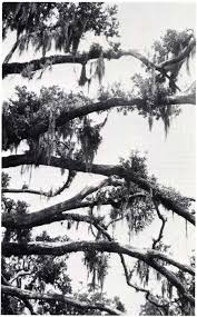 Image result for Tridactyle anthomaniaca