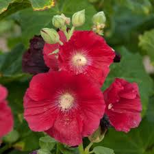 Image result for Alcea rosea
