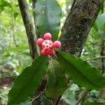 Image result for Symphonia globulifera