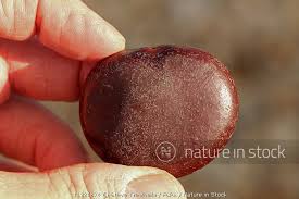 Image result for Entada gigas