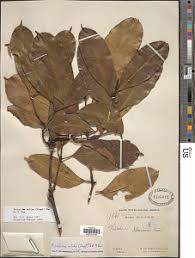 Image result for Secamone dewevrei