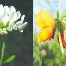 Image result for Lotus mlanjeanus