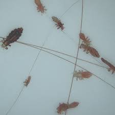 They are beige or straw colored and are typically found at the base of. Head Lice Facts Pictures Treatment Information