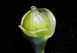 Image result for Utricularia stellaris