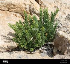 Image result for Suaeda