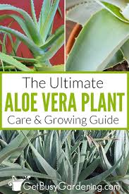 Avoid using a blunt knife as it can damage stems and leaves severely. Aloe Vera Plant Care How To Grow Care For Your Aloe Plants