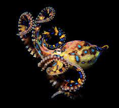 animal guide blue ringed octopus nature pbs beautiful sea creatures octopus octopus photography