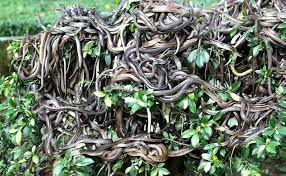 Mulai dari yang terpampang nyata maupun yang tersembunyi sekalipun. 10 Tempat Indah Di Dunia Yang Paling Berbahaya Ditinggali
