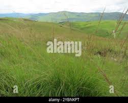 Image result for Loudetia simplex